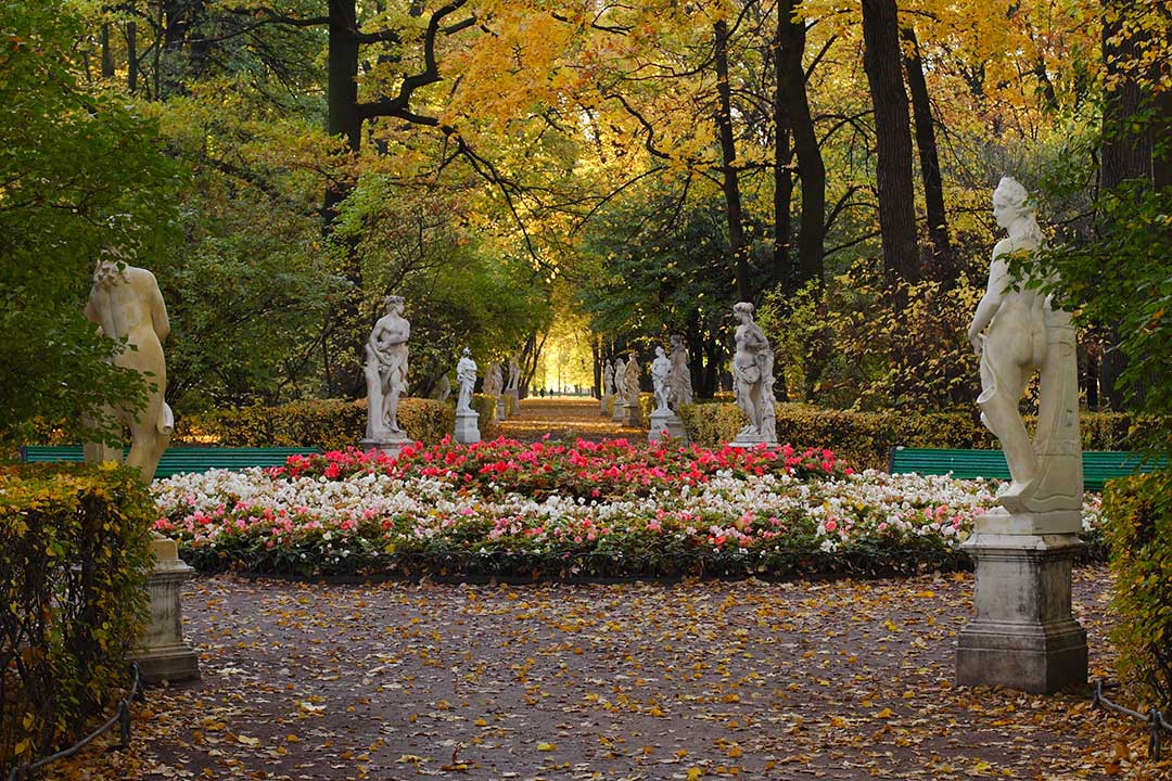 Деревья санкт петербурга фото